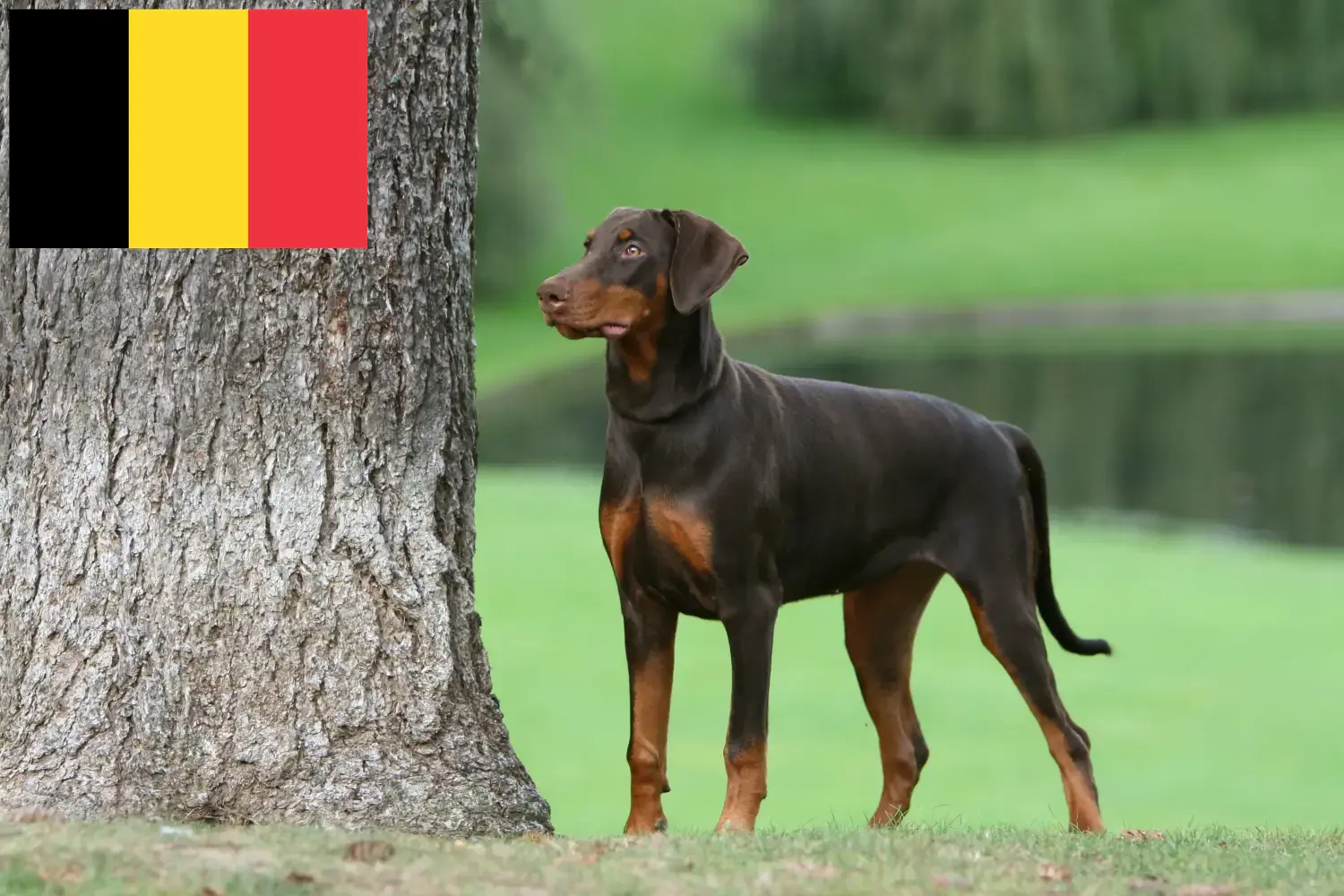Dobermann kölykök és tenyésztők Belgium Belgiumi dobermann tenyésztőket itt talál.