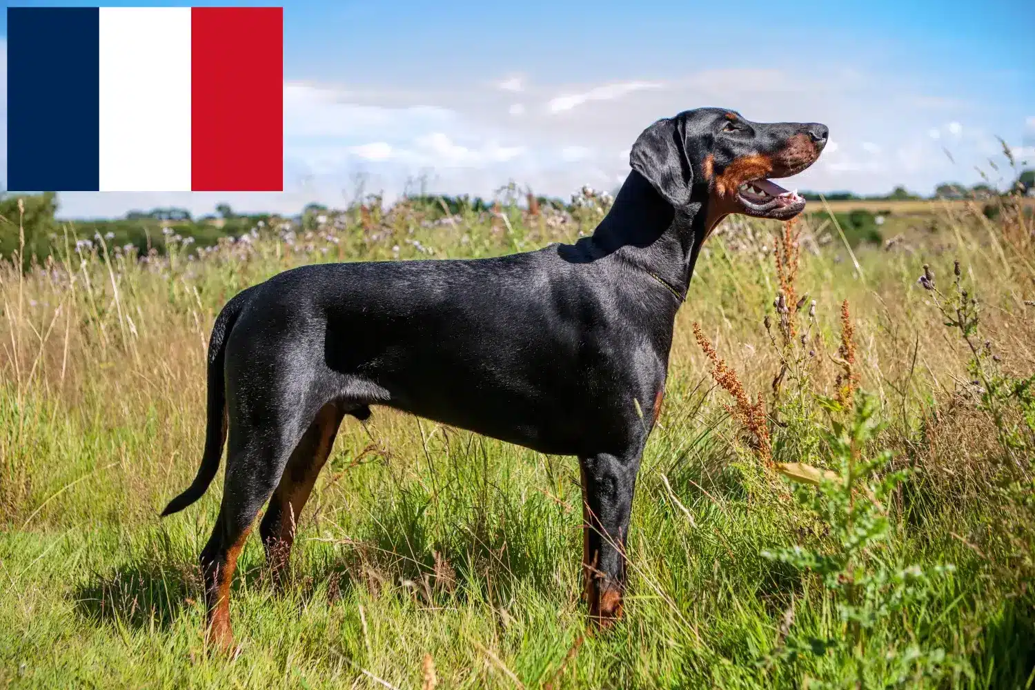 Dobermann kölykök és tenyésztők Franciaország Itt találja meg a franciaországi dobermann tenyésztőket.