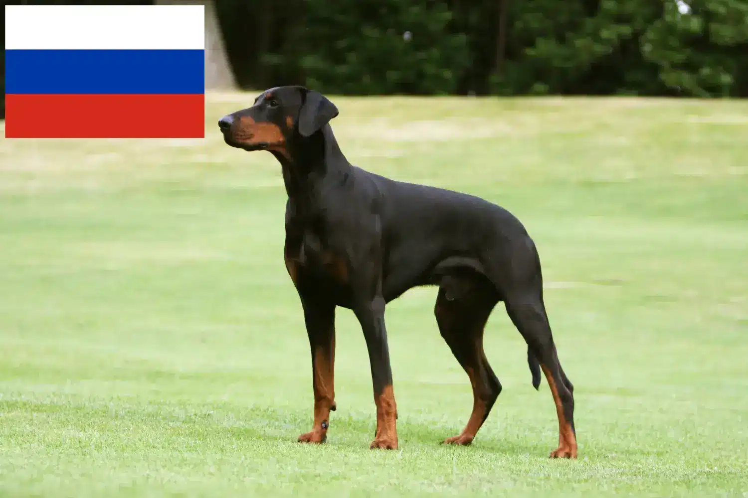 Dobermann kölykök és tenyésztők Oroszország Itt megtalálja az oroszországi dobermann tenyésztőket.