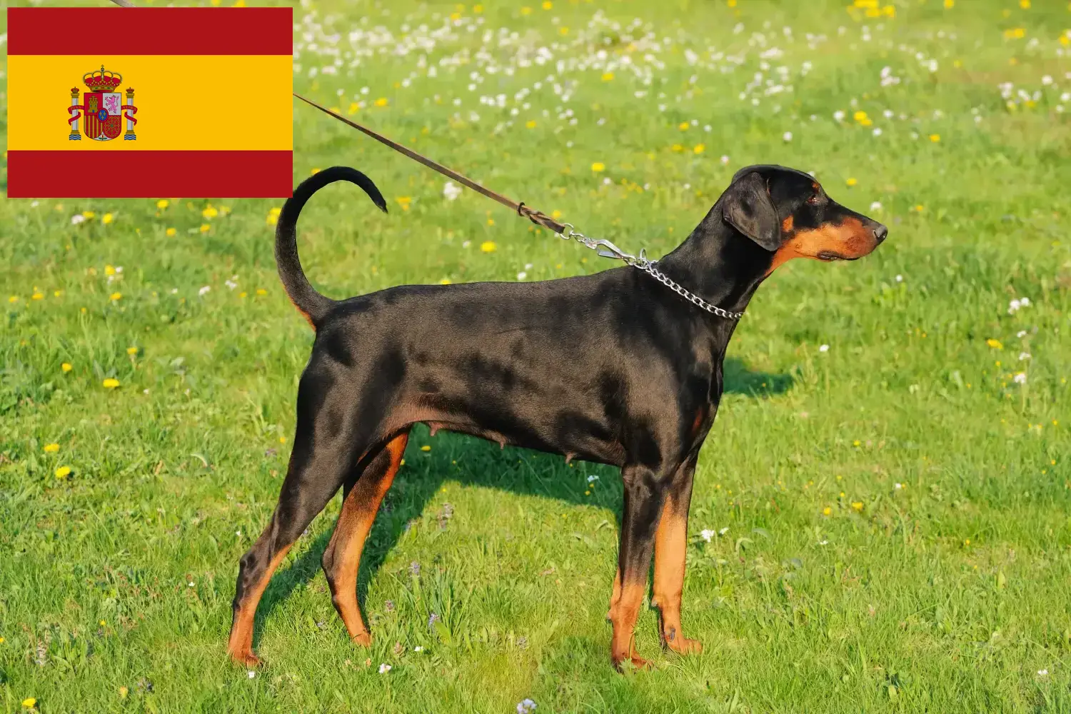 Dobermann kölyökkutyák és tenyésztők Spanyolországban Spanyolországi dobermann tenyésztőket itt talál.