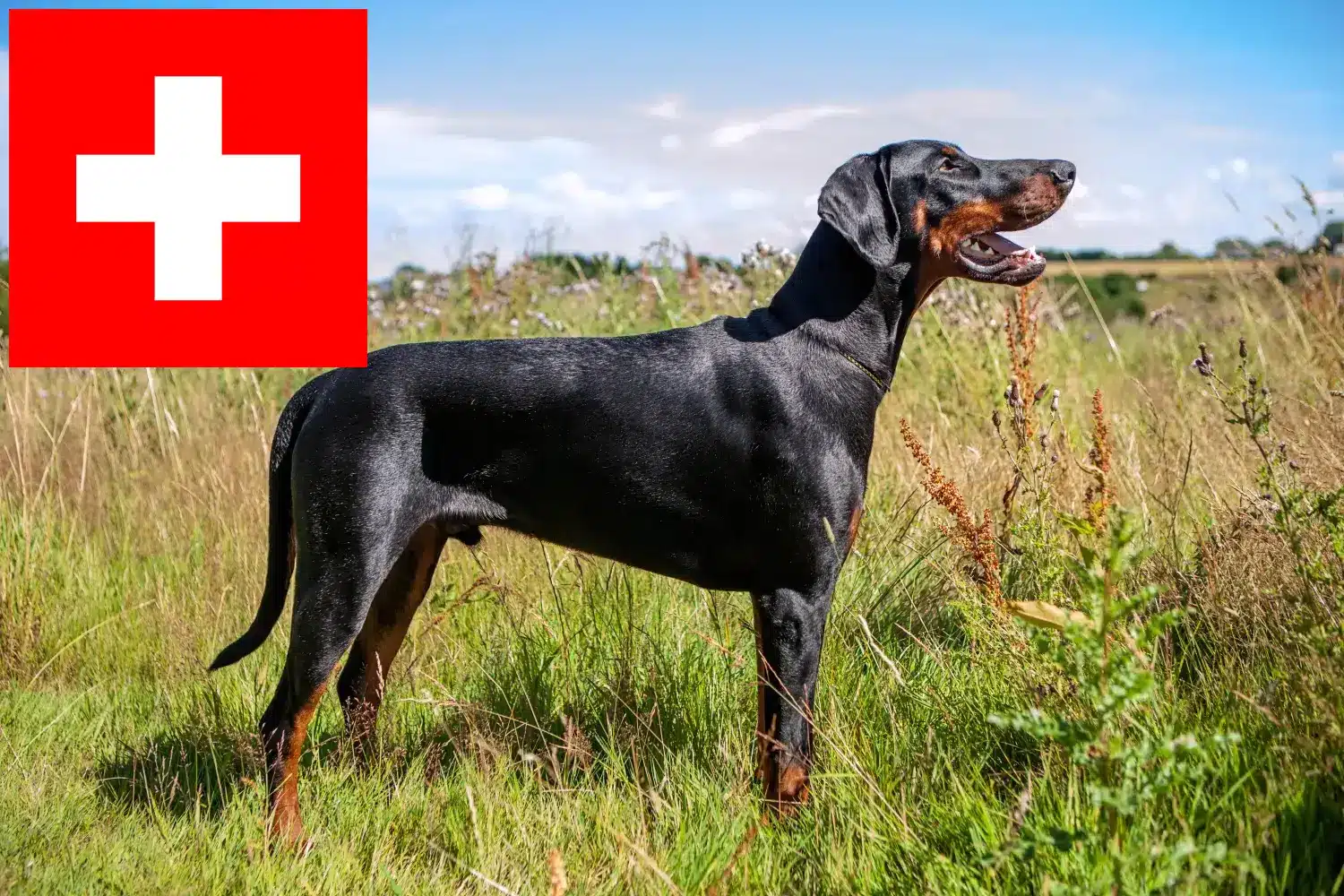 Dobermann kölykök és tenyésztők Svájcban Itt megtalálja a svájci dobermann tenyésztőket.