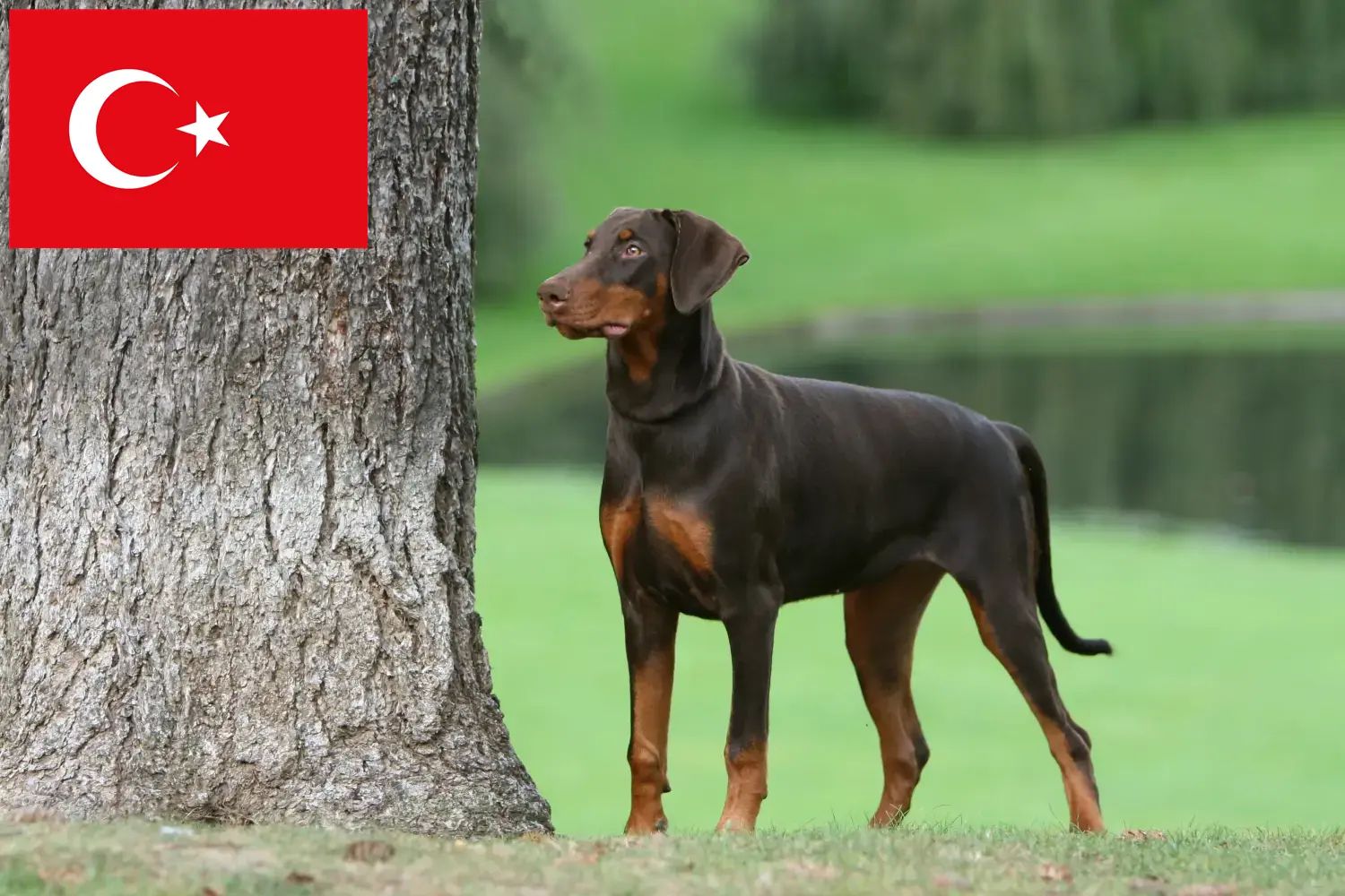 Dobermann kölykök és tenyésztők Törökország Itt megtalálja a törökországi dobermann tenyésztőket.