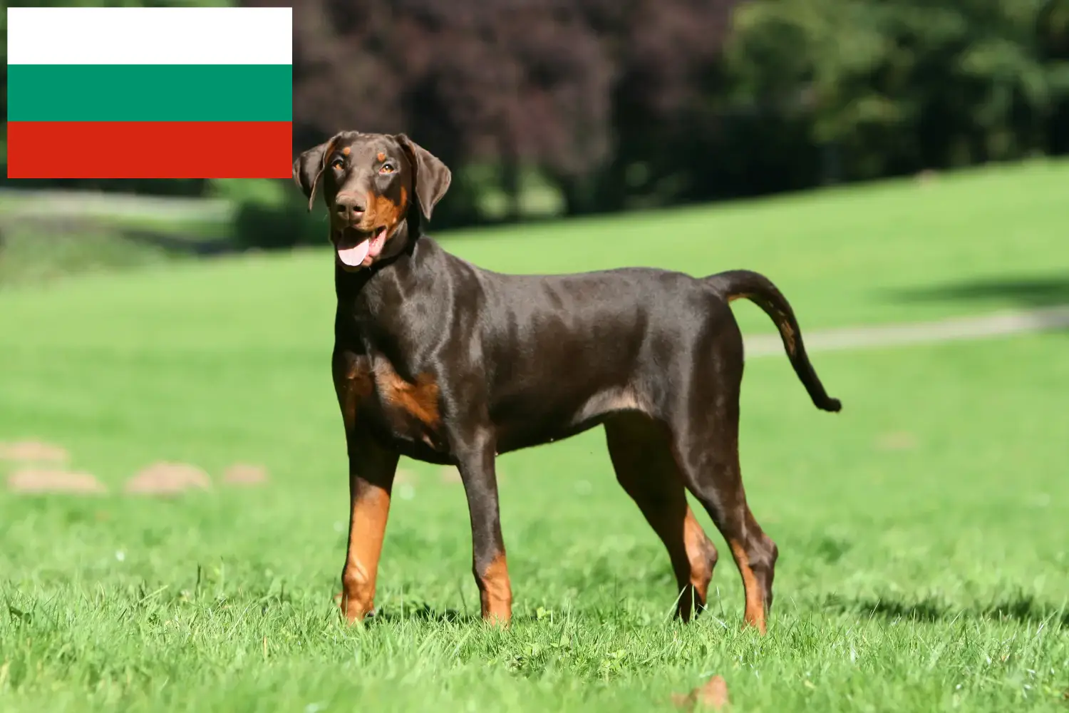 Dobermann kölykök és tenyésztők Bulgária Találjon dobermann tenyésztőket Bulgáriában itt.