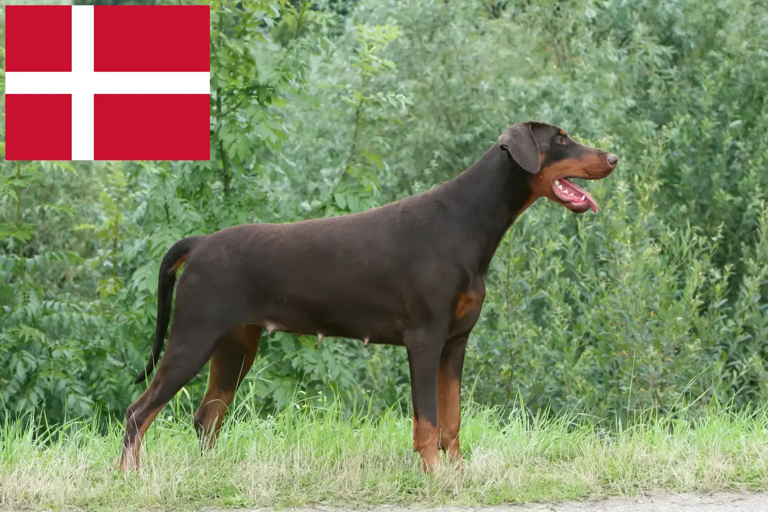 Dobermann kölykök és tenyésztők Dánia Dobermann tenyésztőket Dánia területén itt talál.