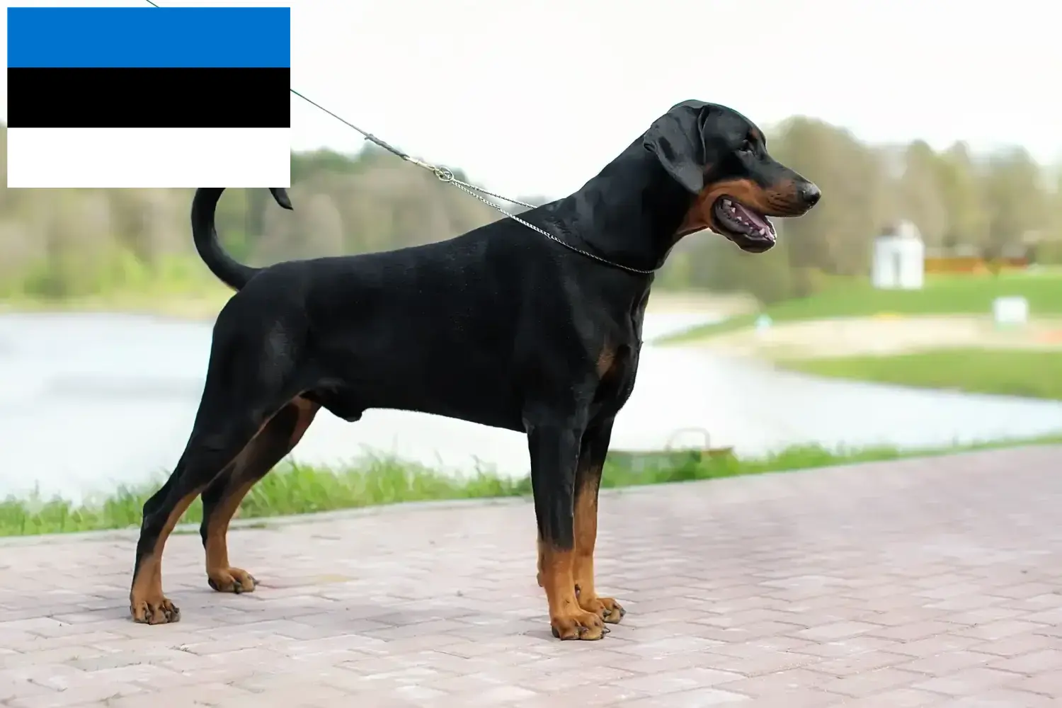 Dobermann kölyökkutyák és tenyésztők Észtország Észtországi dobermann tenyésztőket itt talál.