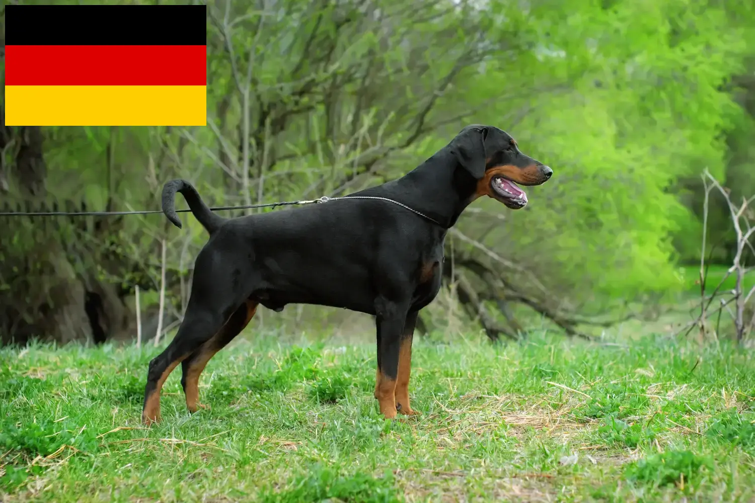 Dobermann kölykök és tenyésztők Németország Itt megtalálja a németországi dobermann tenyésztőket.