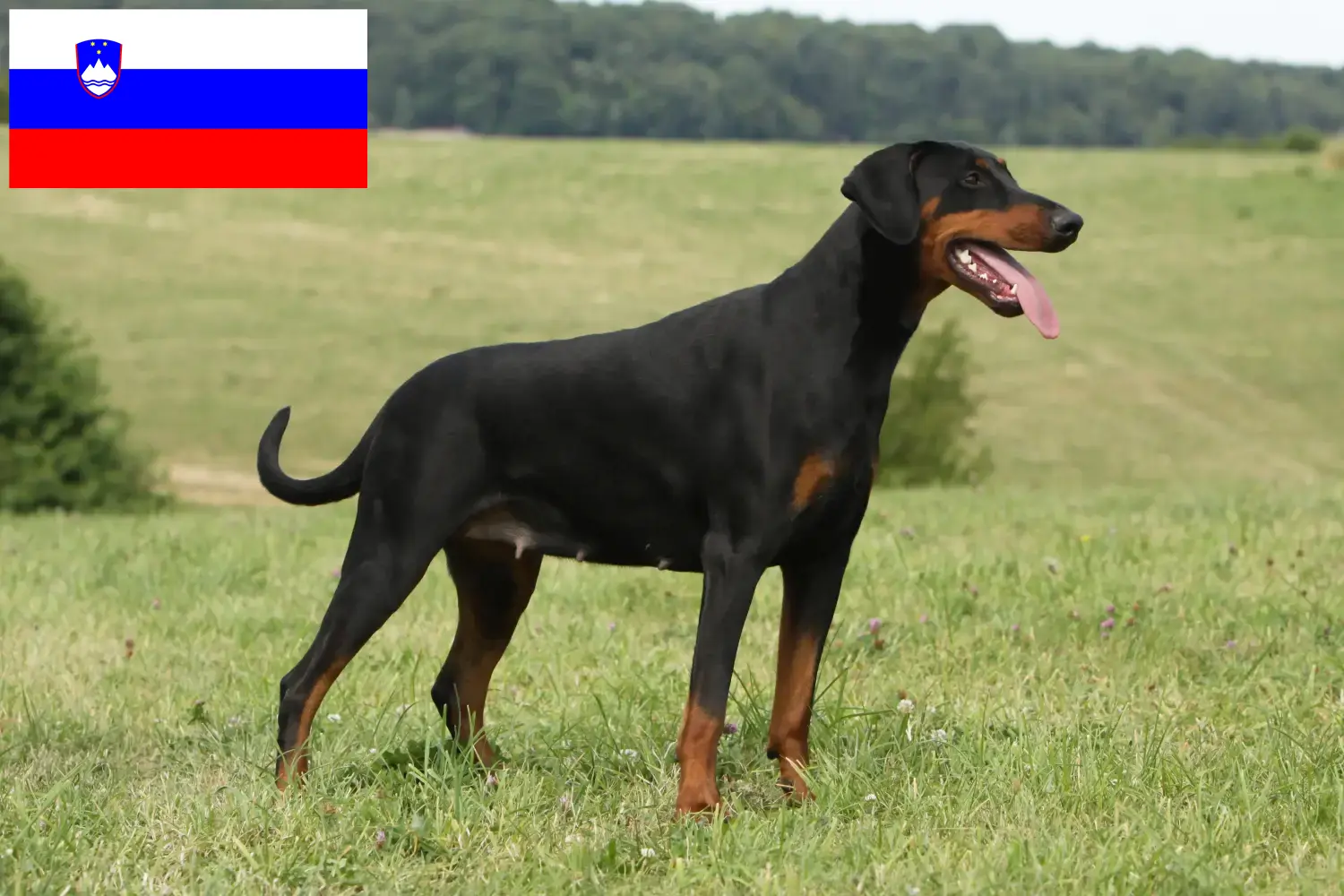 Dobermann kölykök és tenyésztők Szlovénia Szlovéniai dobermann tenyésztőket itt talál.