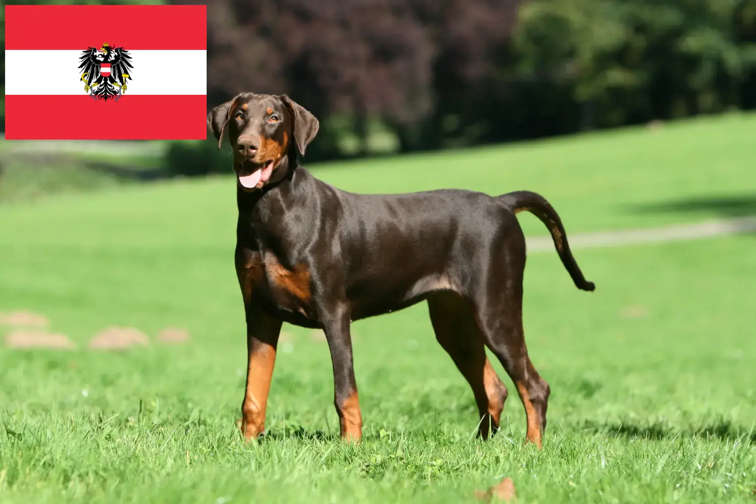 Dobermann kölykök és tenyésztők Ausztria Itt megtalálhatja az ausztriai dobermann tenyésztőket.