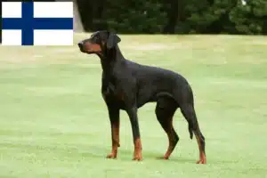 Read more about the article Dobermann tenyésztők és kölykök Finnországban