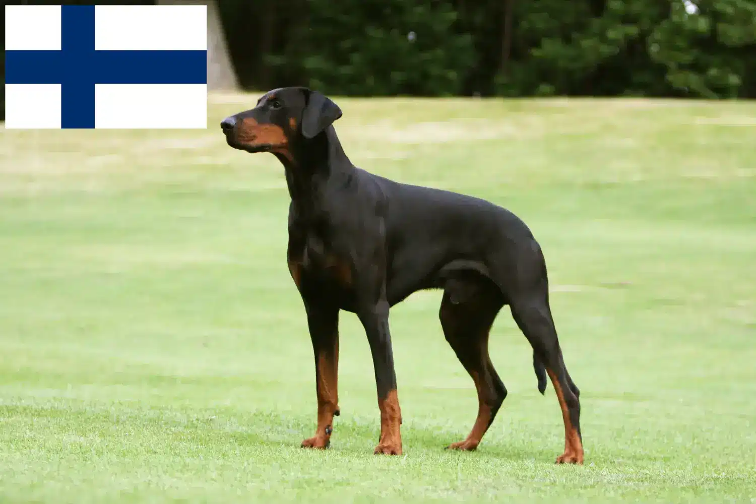 Dobermann kölykök és tenyésztők Finnország Keressen dobermann tenyésztőket Finnországban itt.
