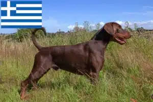 Read more about the article Dobermann tenyésztők és kölykök Görögországban