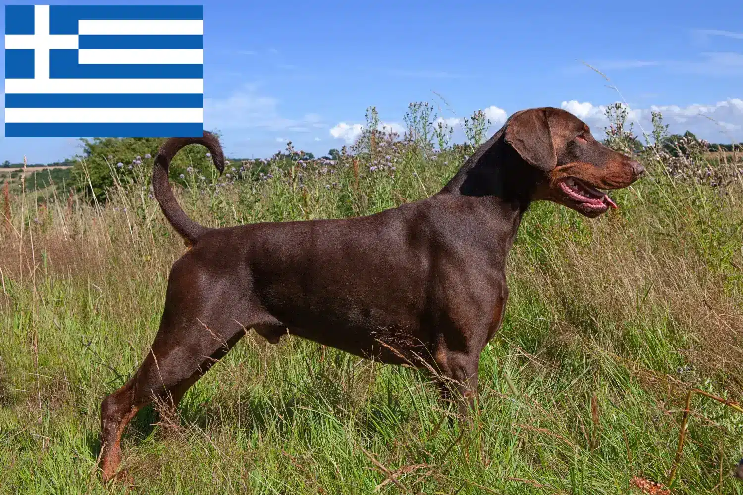 Dobermann kölyökkutyák és tenyésztők Görögország Görögországi dobermann tenyésztőket itt talál.