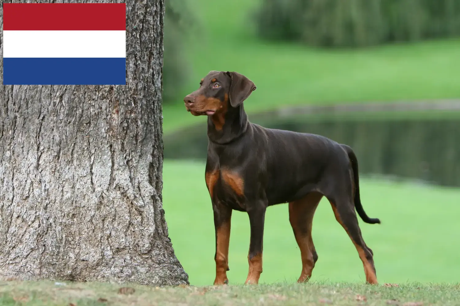 Dobermann kölykök és tenyésztők Hollandia Hollandiai dobermann tenyésztőket itt talál.