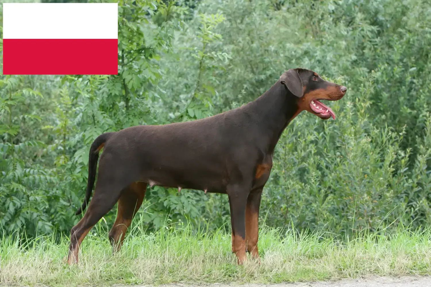 Dobermann kölyökkutyák és tenyésztők Lengyelország Lengyelországi dobermann tenyésztőket itt talál.