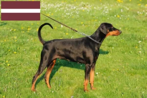 Read more about the article Dobermann tenyésztők és kölykök Lettországban