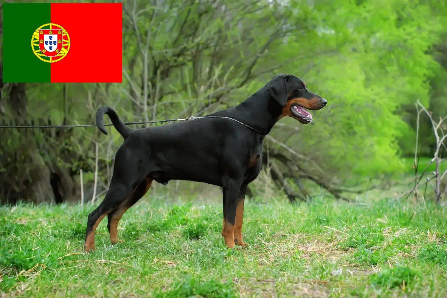 Dobermann kölykök és tenyésztők Portugália Portugáliai dobermann tenyésztőket itt talál.