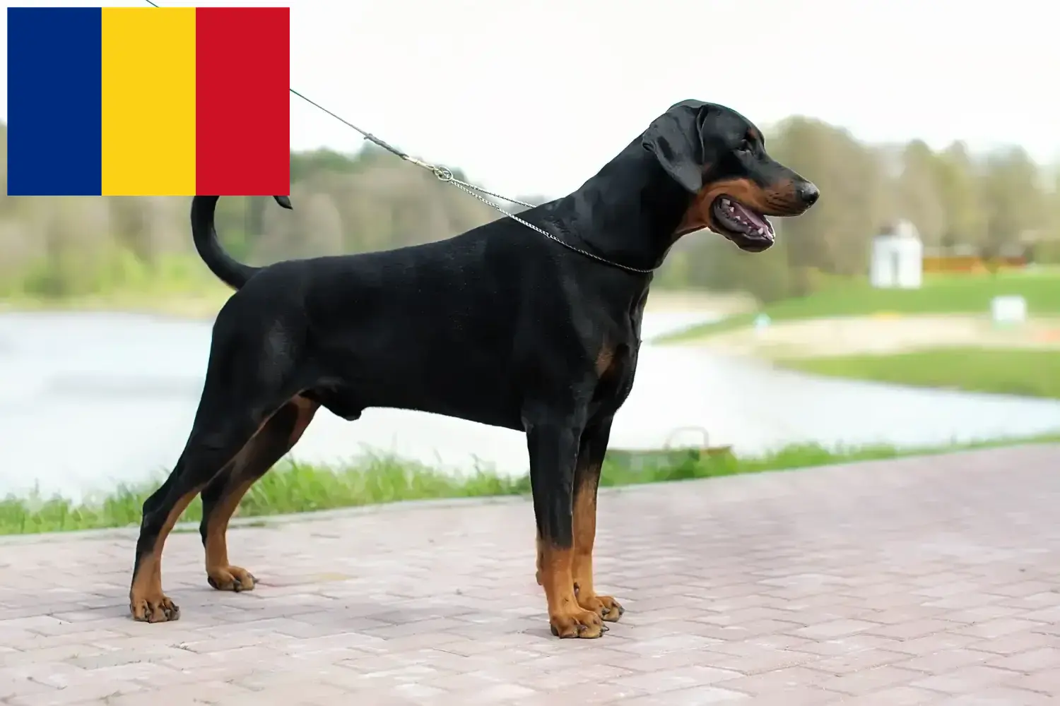 Dobermann kölykök és tenyésztők Románia Találd meg a romániai dobermann tenyésztőket itt.
