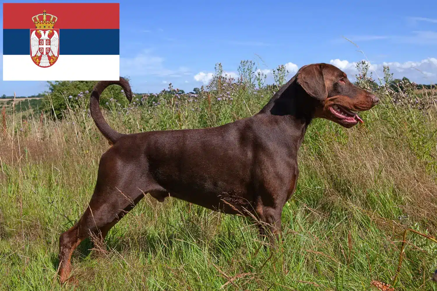 Dobermann kölykök és tenyésztők Szerbia Szerbiai dobermann tenyésztőket itt találsz.