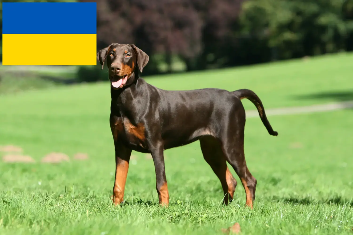 Dobermann kölykök és tenyésztők Ukrajna Itt megtalálja az ukrajnai dobermann tenyésztőket.