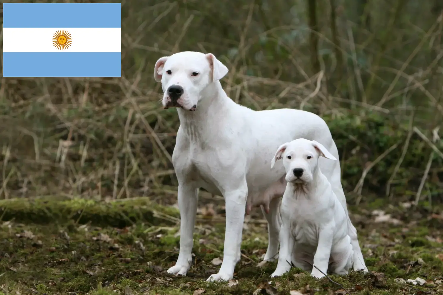 Dogo Argentino kiskutyák és tenyésztők Argentína Találd meg a Dogo Argentinos tenyésztőket Argentína területén.