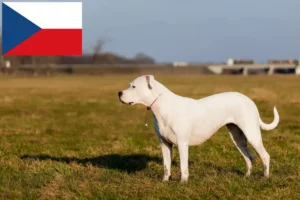 Read more about the article Dogo Argentino tenyésztők és kölykök Csehországban