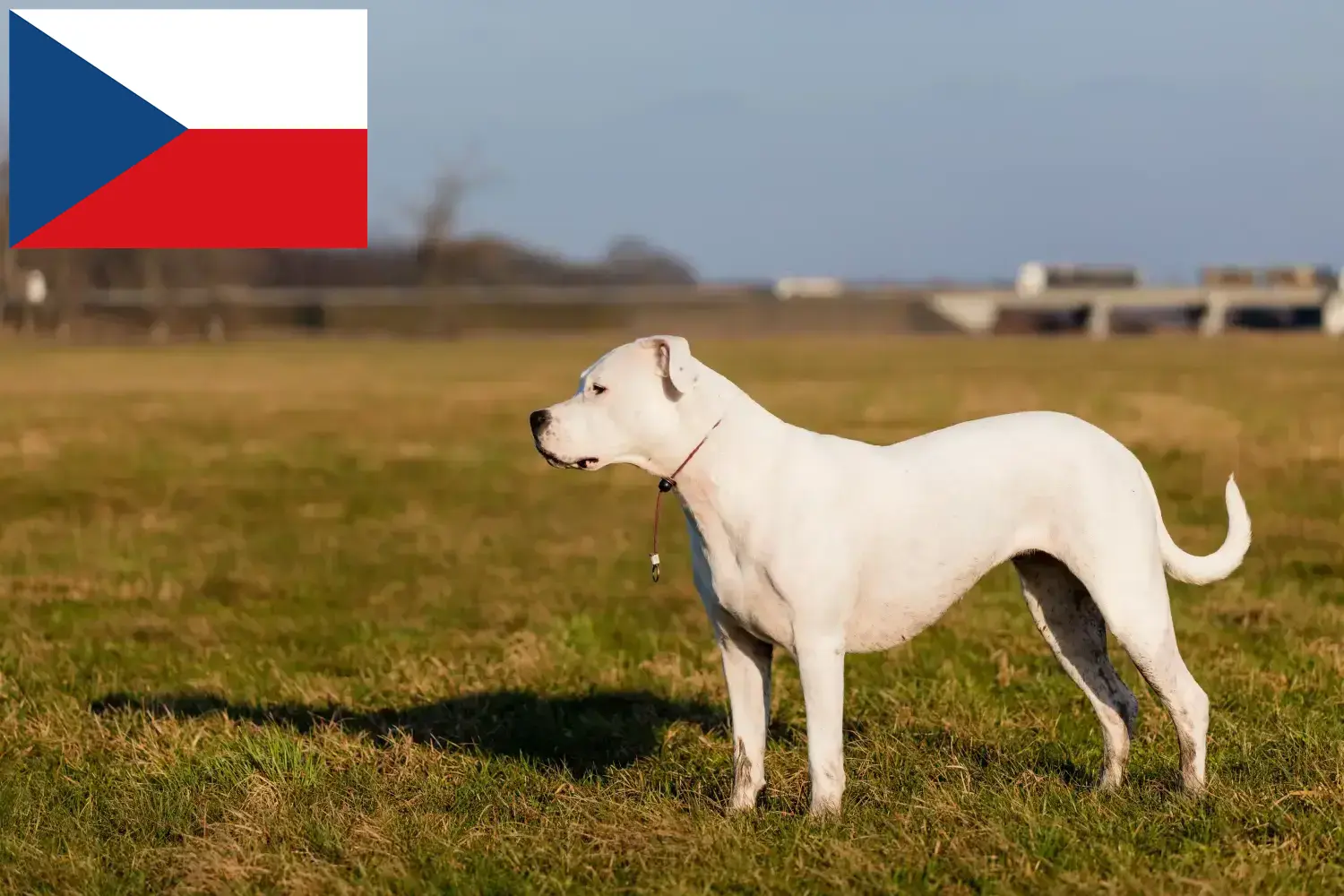 Dogo Argentino kiskutyák és tenyésztők Csehország Keress Dogo Argentinos tenyésztőket Csehországban.