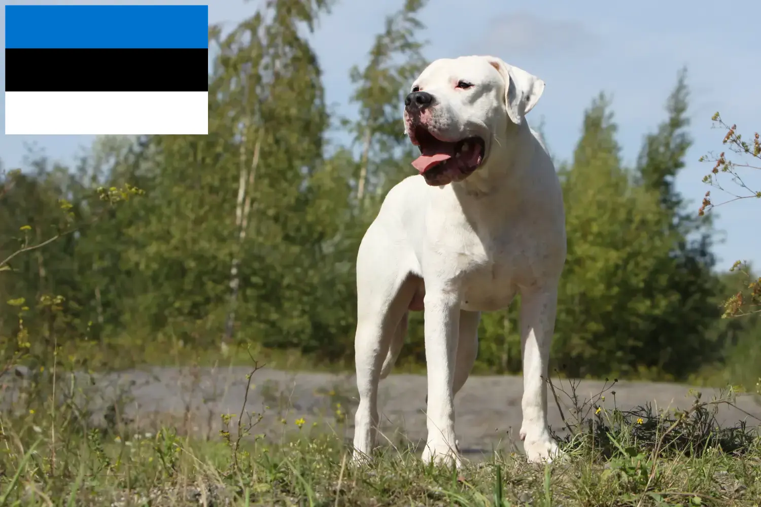 Dogo Argentino kiskutyák és tenyésztők Észtország Keresse meg a Dogo Argentinos tenyésztőket Észtországban.