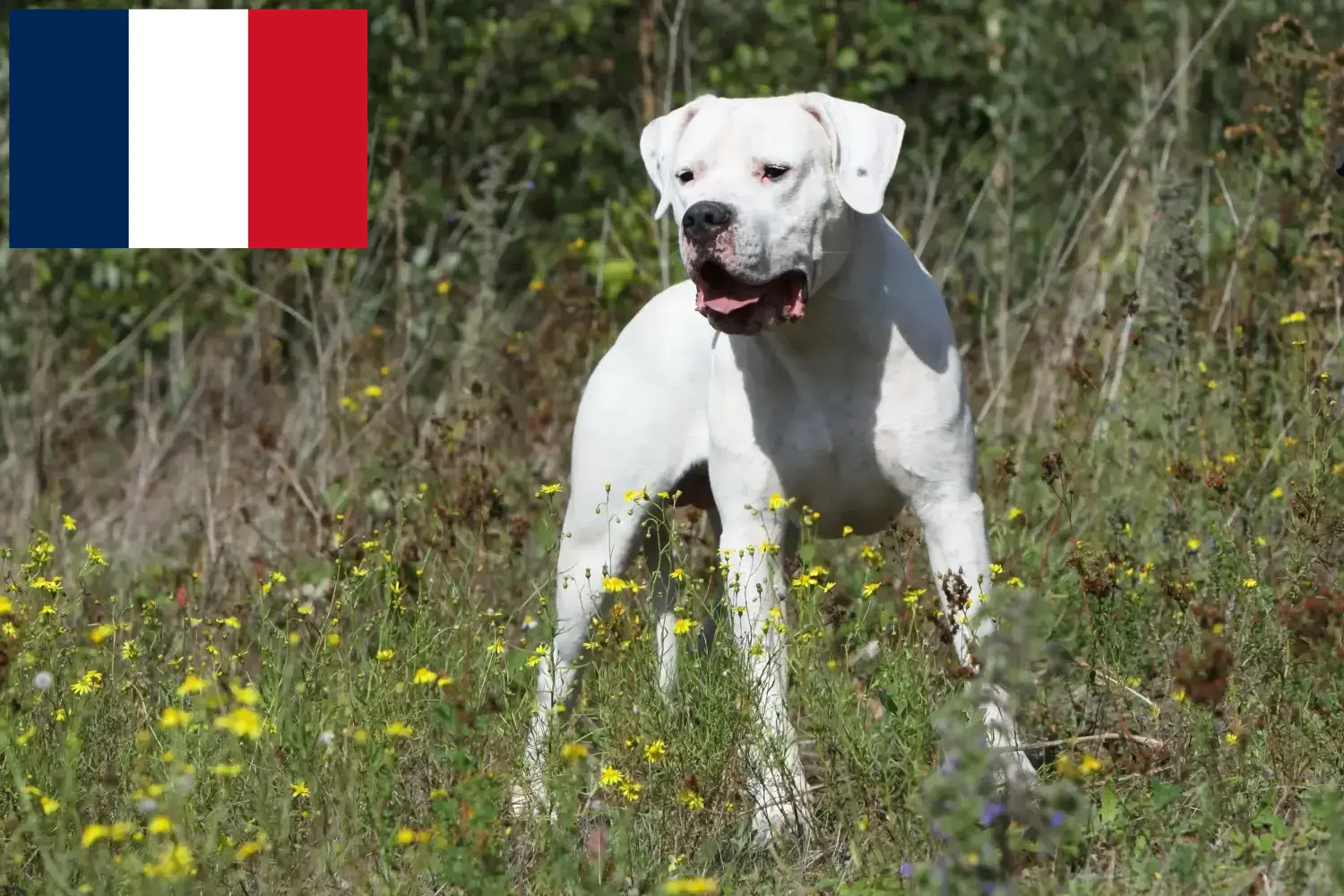 Dogo Argentino kölykök és tenyésztők Franciaország Keresse meg a Dogo Argentinos tenyésztőket Franciaországban.