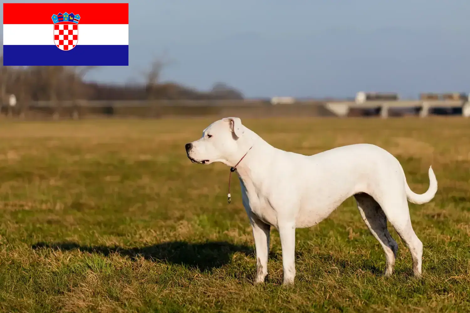 Dogo Argentino kiskutyák és tenyésztők Horvátország Keress Dogo Argentinos tenyésztőket Horvátországban.