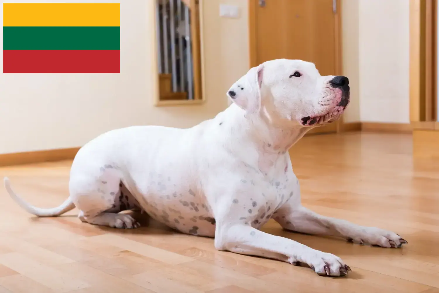 Dogo Argentino kiskutyák és tenyésztők Litvánia Keresse meg a Dogo Argentinos tenyésztőket Litvániában.