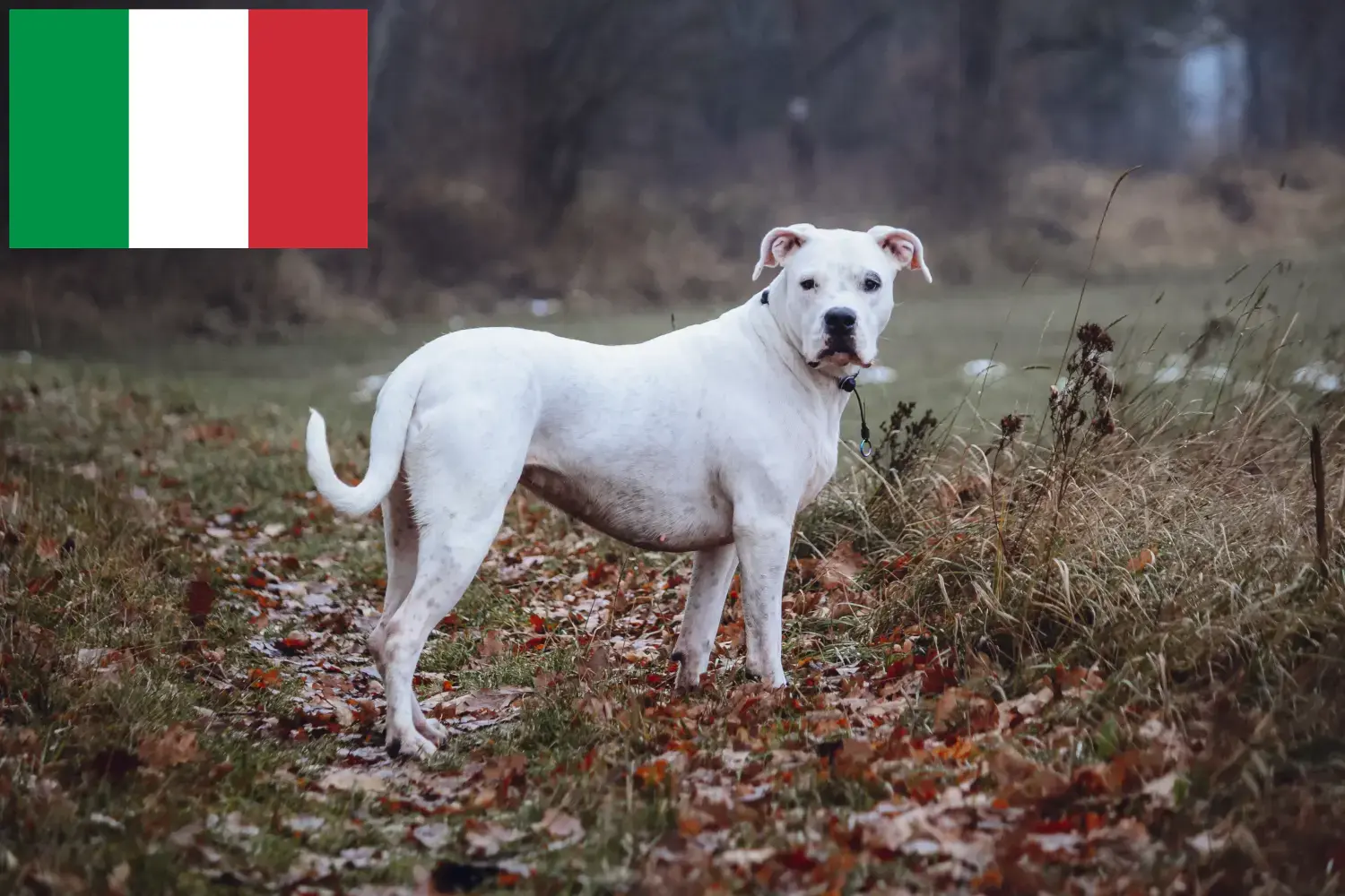 Dogo Argentino kiskutyák és tenyésztők Olaszország Itt megtalálja a Dogo Argentinos tenyésztőket Olaszországban.