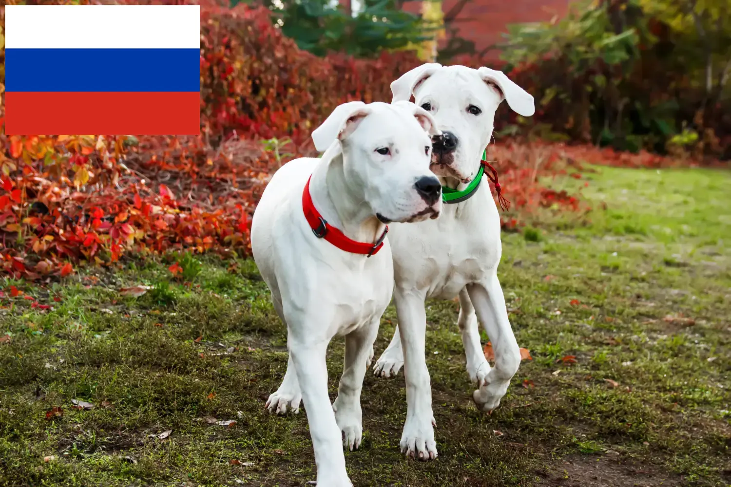 Dogo Argentino kölykök és tenyésztők Oroszország Itt megtalálja a Dogo Argentinos tenyésztőket Oroszországban.