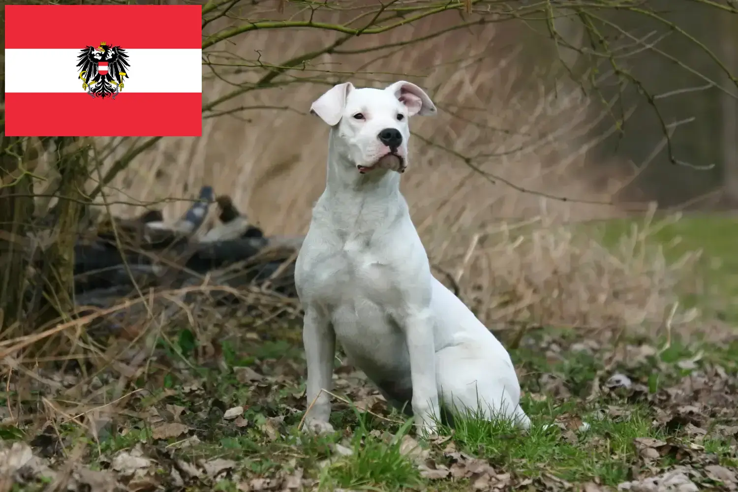 Dogo Argentino kölykök és tenyésztők Ausztria Itt megtalálja a Dogo Argentinos tenyésztőket Ausztriában.