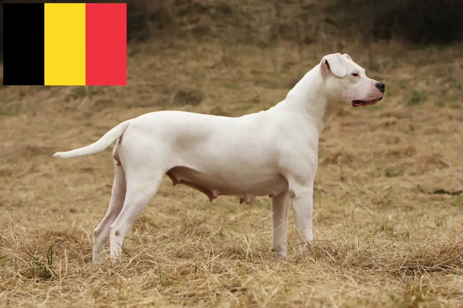 Dogo Argentino kölykök és tenyésztők Belgium Keress Dogo Argentinos tenyésztőket Belgiumban.