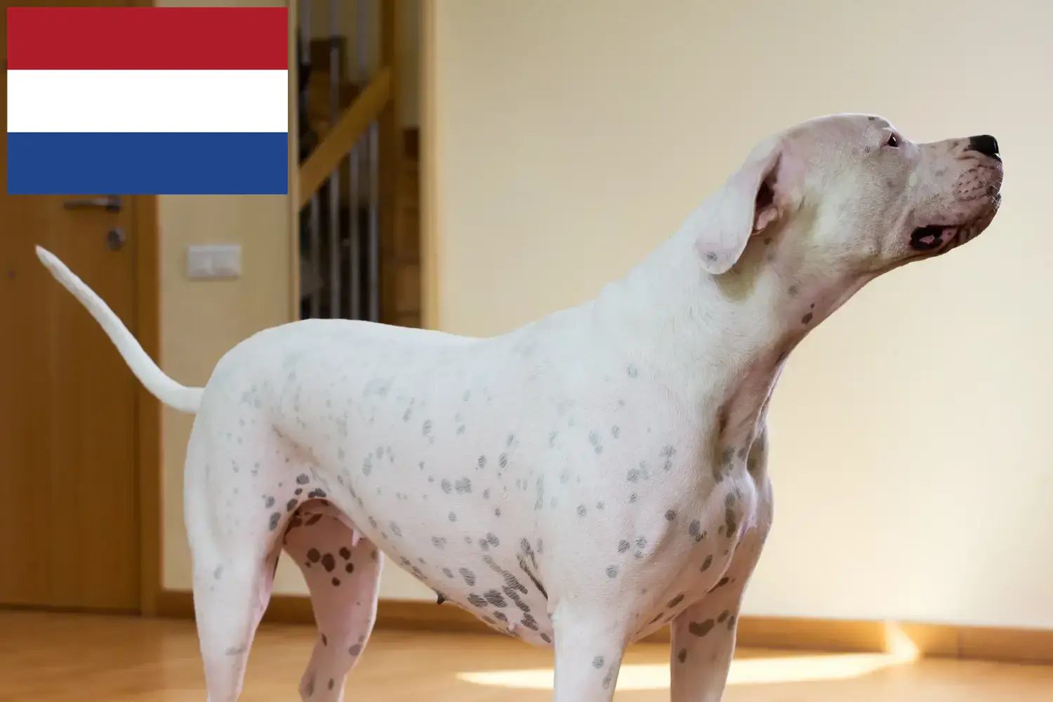 Dogo Argentino kölykök és tenyésztők Hollandia Itt megtalálja a Dogo Argentinos tenyésztőket Hollandiában.