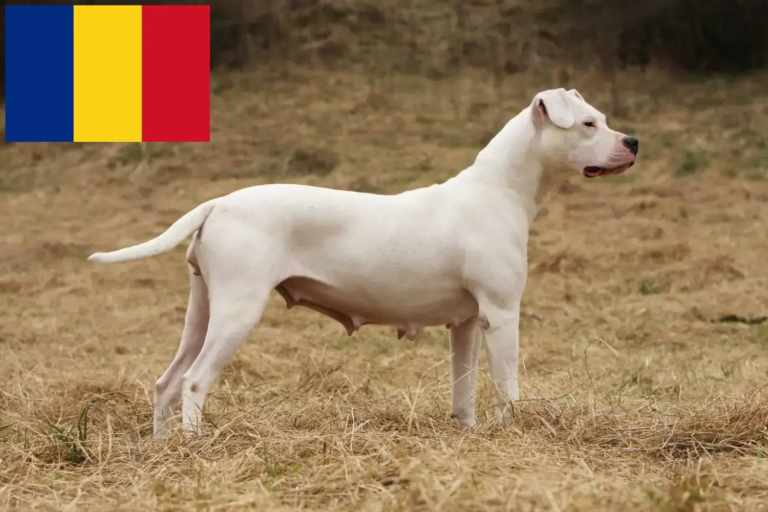 Dogo Argentino kölykök és tenyésztők Románia Keress Dogo Argentinos tenyésztőket Románia területén.
