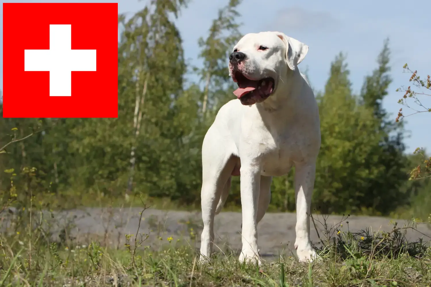 Dogo Argentino kölykök és tenyésztők Svájcban Itt megtalálja a Dogo Argentinos tenyésztőket Svájcban.
