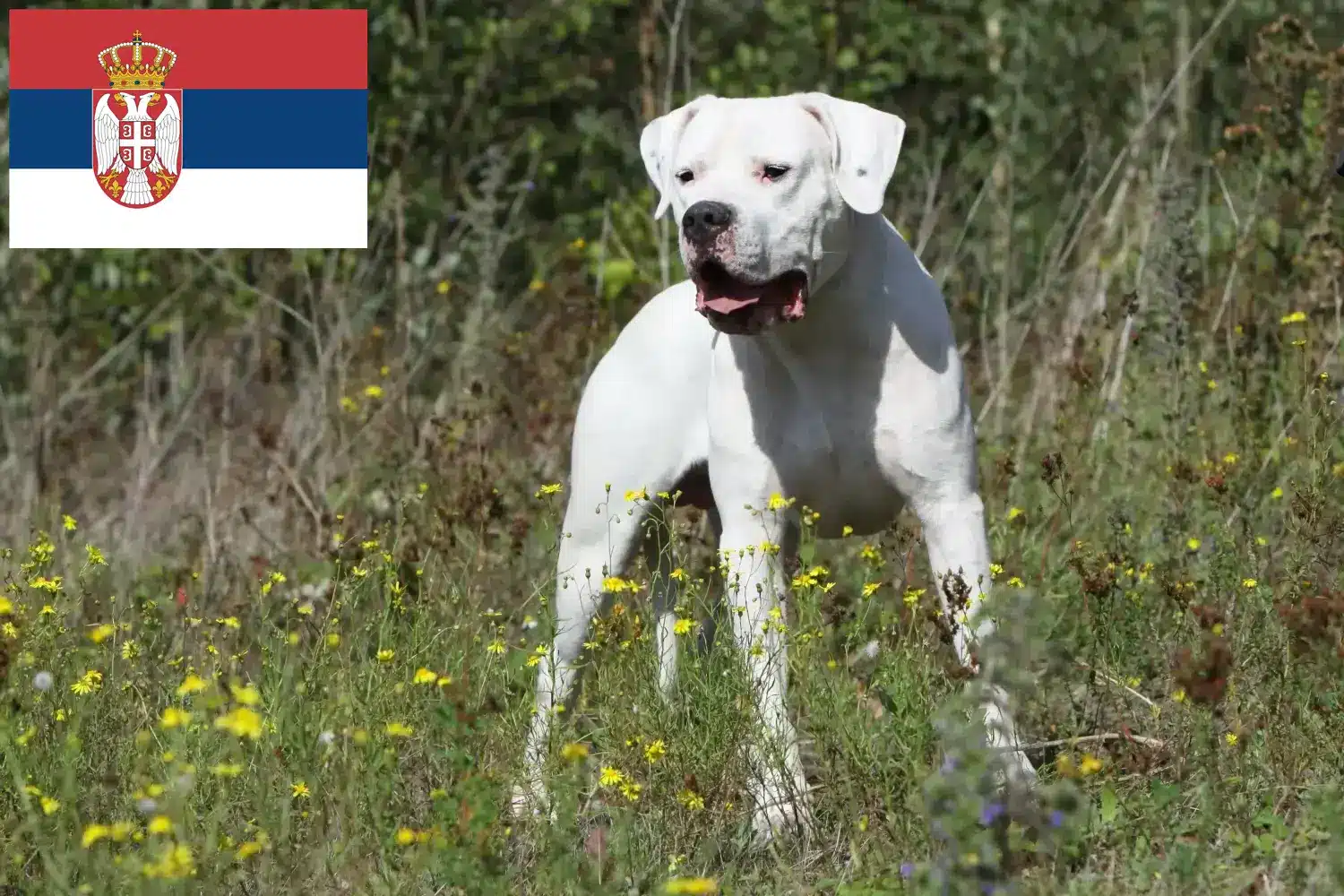 Dogo Argentino kölykök és tenyésztők Szerbia Keress Dogo Argentinos tenyésztőket Szerbiában.