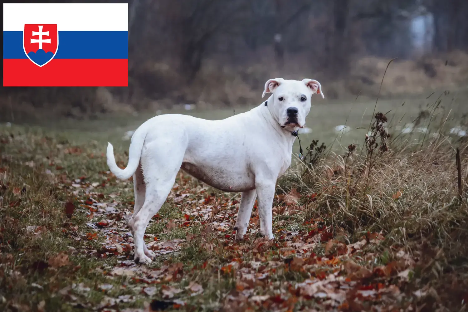 Dogo Argentino kölykök és tenyésztők Szlovákia Itt megtalálja a szlovákiai Dogo Argentinos tenyésztőket.