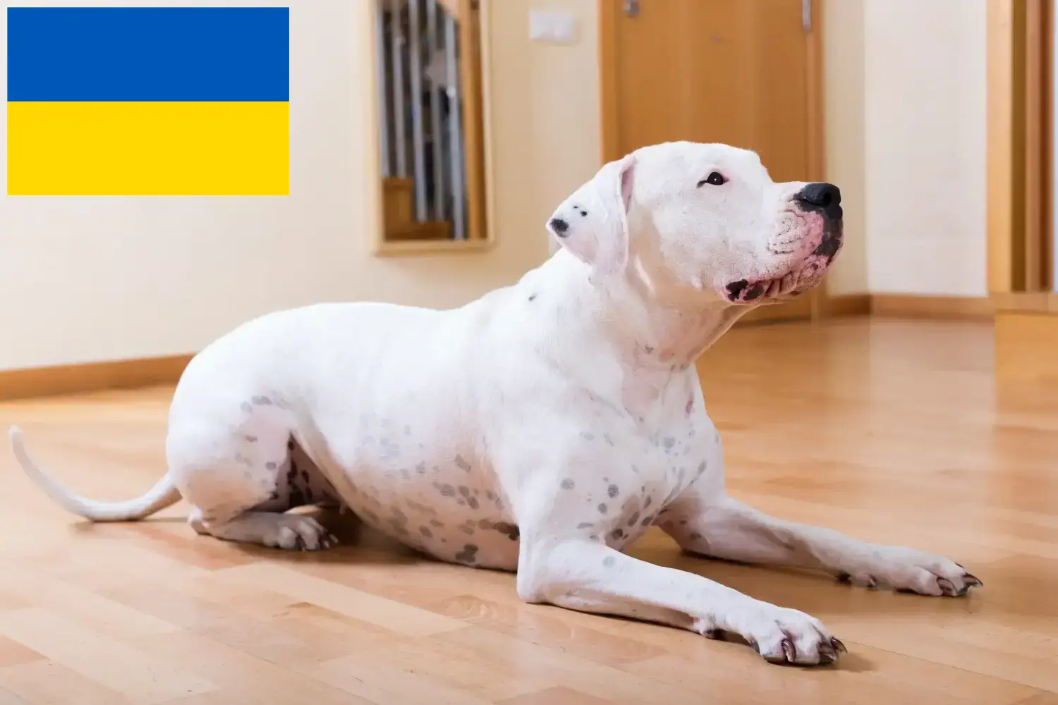 Dogo Argentino kölykök és tenyésztők Ukrajna Itt megtalálja a Dogo Argentinos tenyésztőket Ukrajnában.