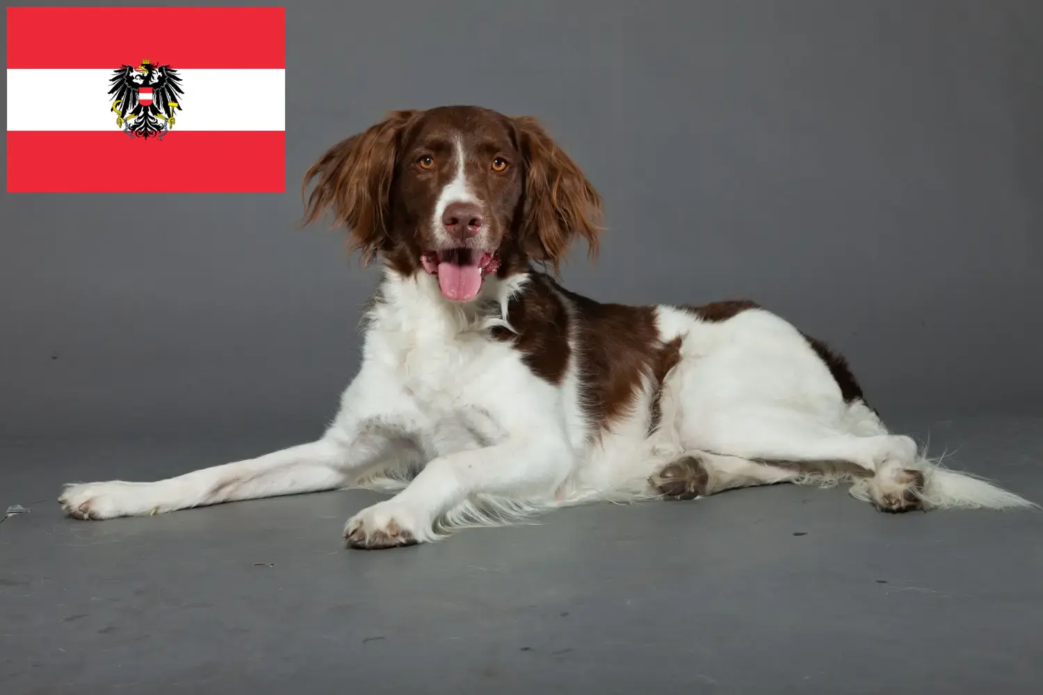 Drentse Patrijshond kiskutyák és tenyésztők Ausztria Itt talál Drentse Patrijshond tenyésztőket Ausztriában.