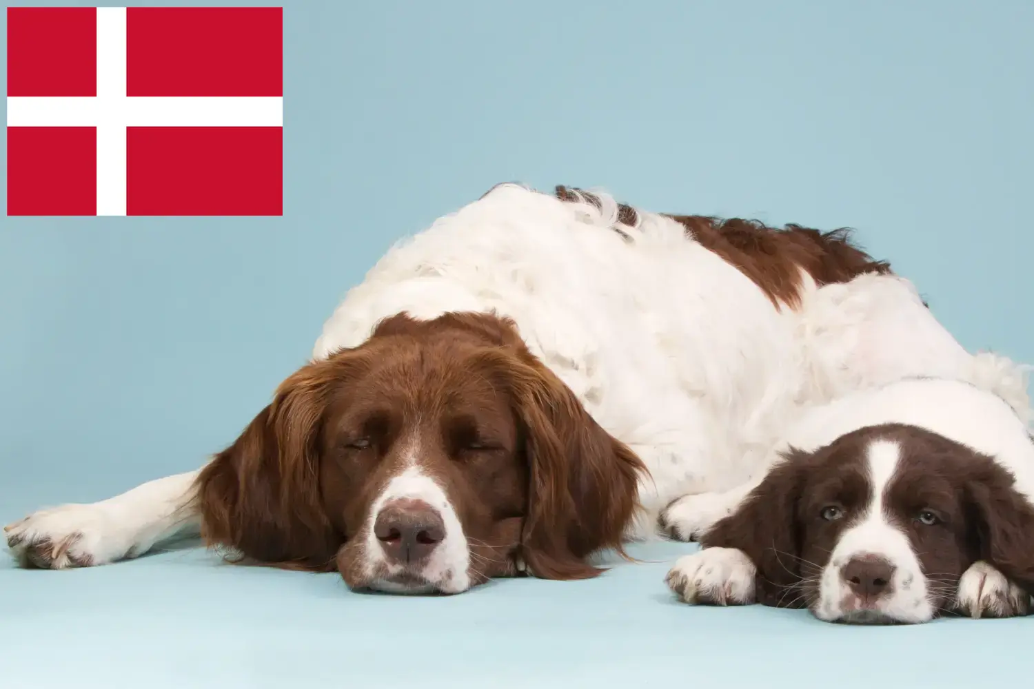 Drentse Patrijshond kiskutyák és tenyésztők Dánia Itt talál Drentse Patrijshond tenyésztőket Dániában.