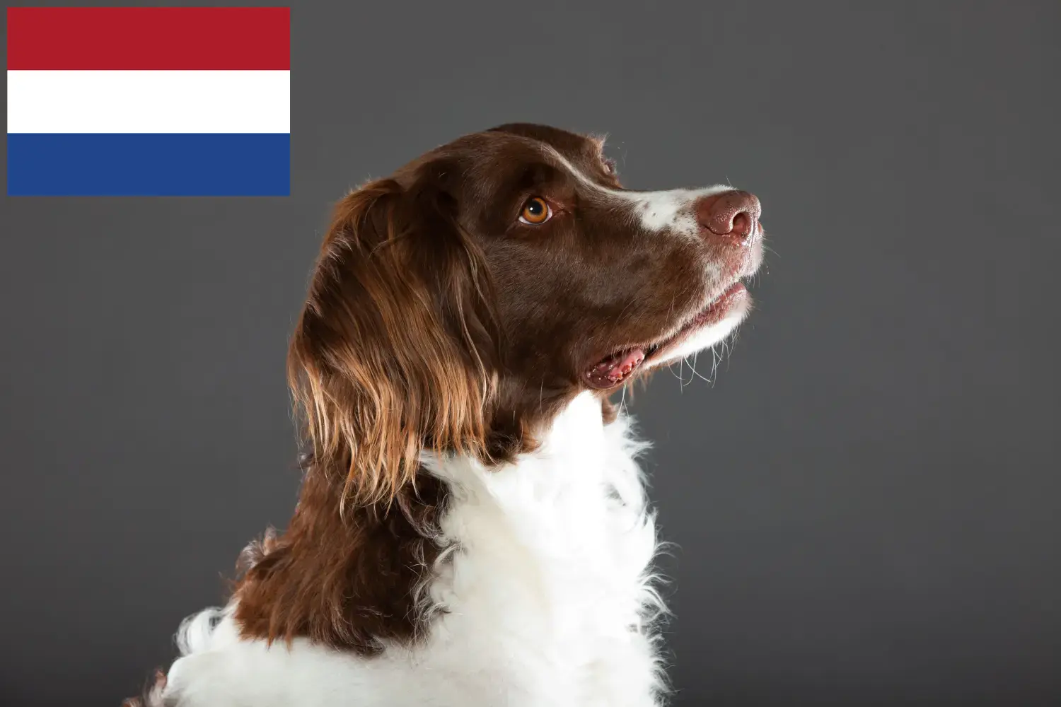 Drentse Patrijshond kiskutyák és tenyésztők Hollandia Itt talál Drentse Patrijshond tenyésztőket Hollandiában.