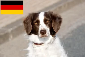 Read more about the article Drentse Patrijshond tenyésztők és kiskutyák Németországban