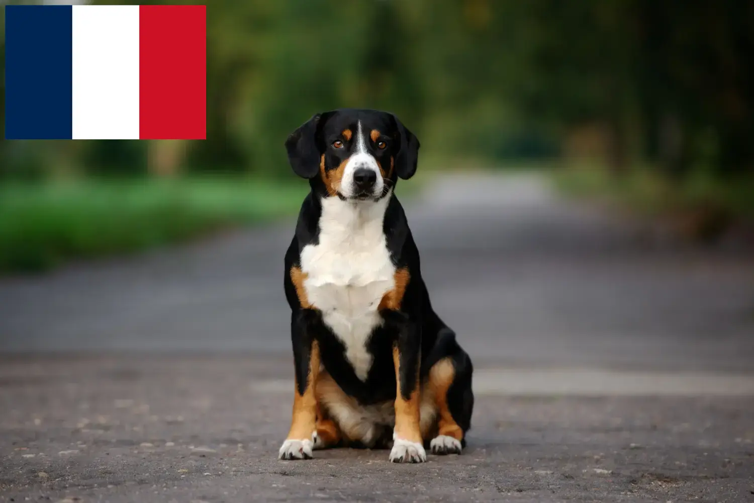 Entlebuch hegyikutya kölykök és tenyésztő Franciaország Itt Entlebucher hegyikutya tenyésztőket talál Franciaországban.