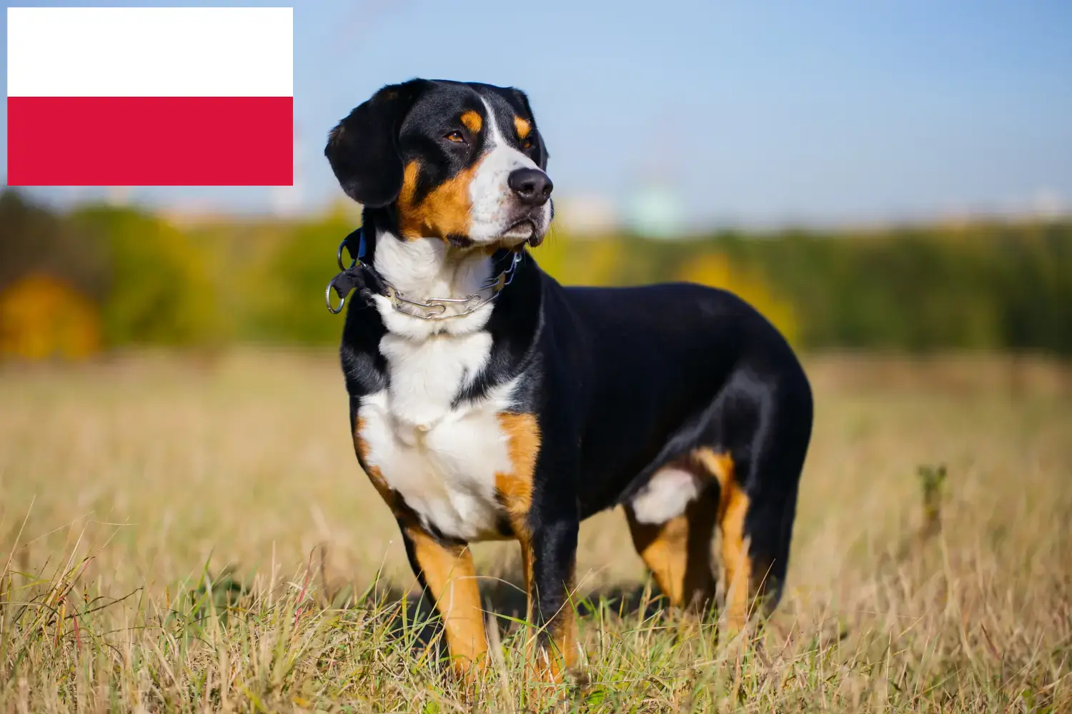 Entlebuch hegyikutya kölykök és tenyésztő Lengyelország Keress Entlebucher hegyikutya tenyésztőket Lengyelországban.