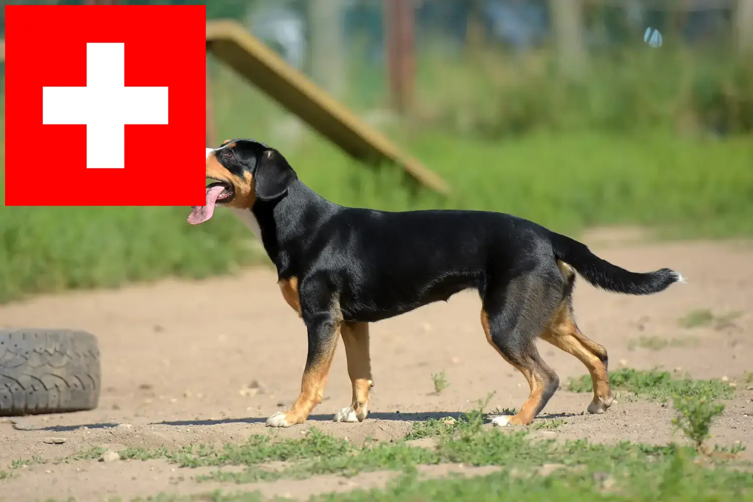 Entlebuch hegyikutya kölykök és tenyésztő Svájc Itt Entlebucher hegyikutya tenyésztőket talál Svájcban.