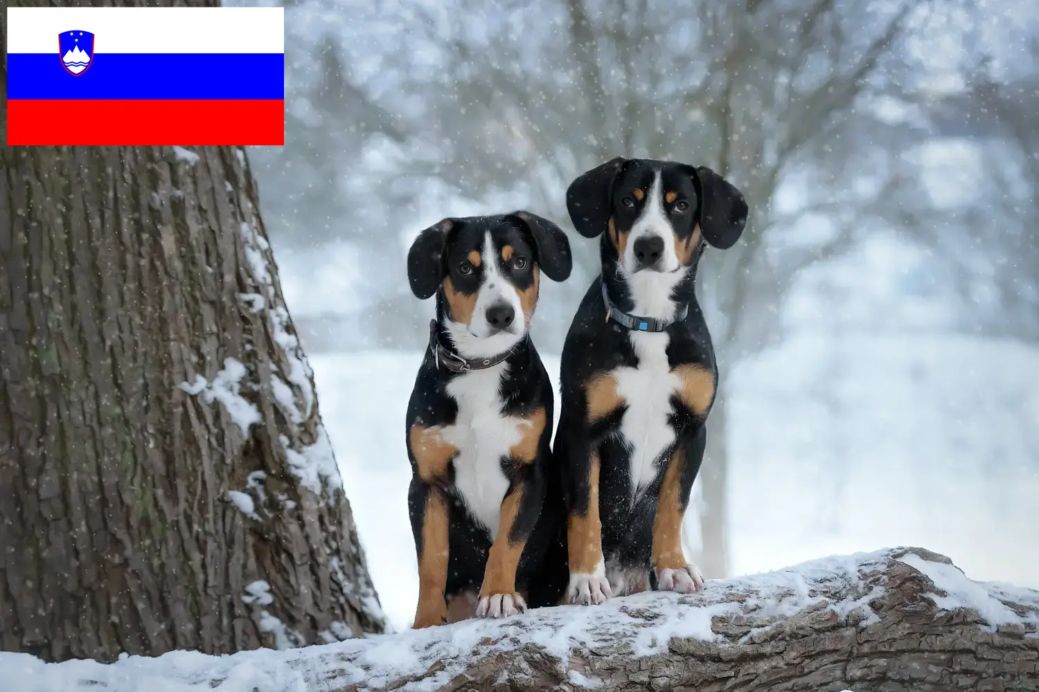 Entlebuch hegyikutya kölykök és tenyésztő Szlovénia Keress Entlebucher hegyikutya tenyésztőket Szlovéniában.
