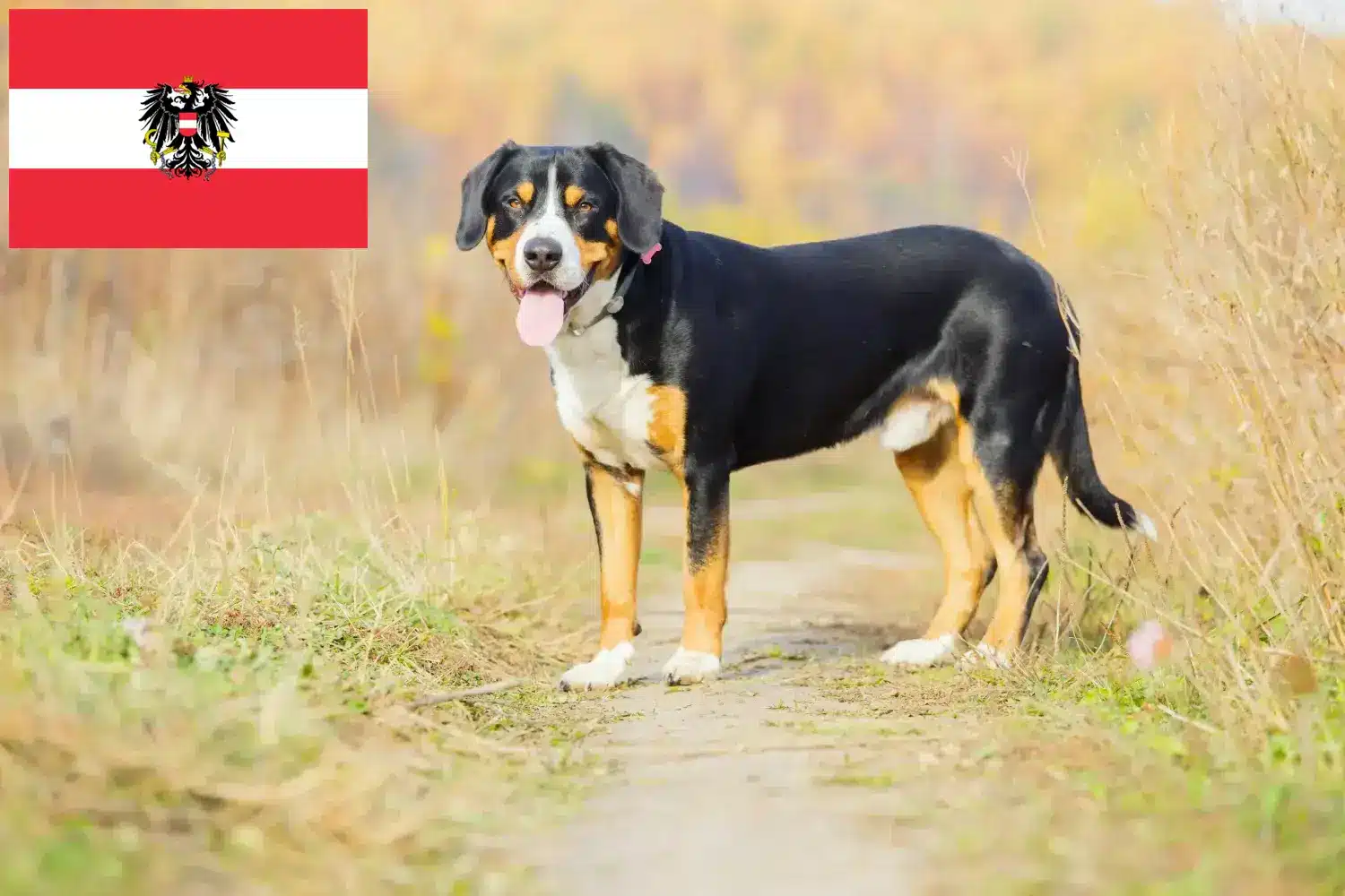 Entlebucher hegyikutya kölykök és tenyésztők Ausztria Itt Entlebucher hegyikutya tenyésztőket talál Ausztriában.