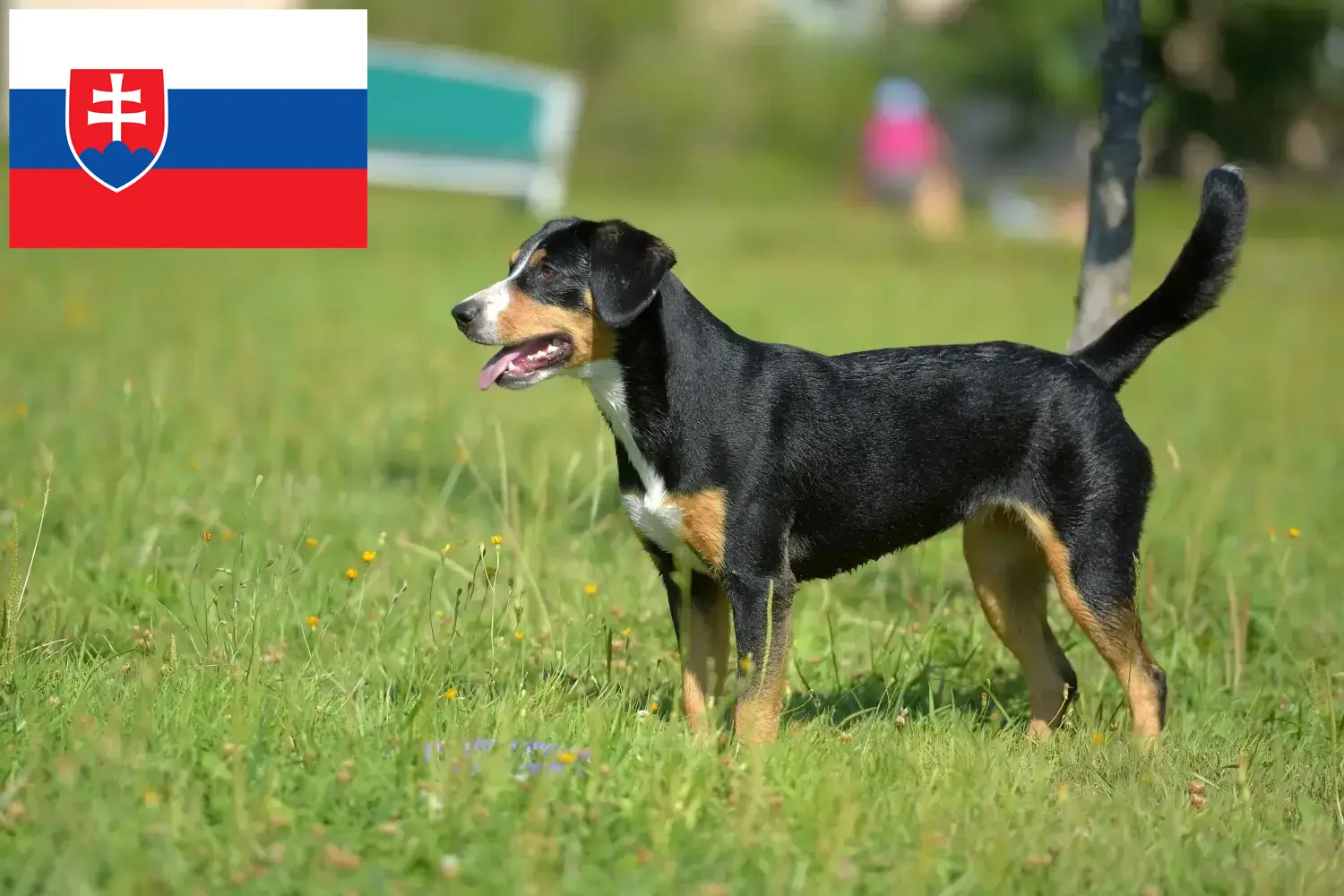 Entlebuch hegyikutya kölykök és tenyésztő Szlovákia Itt találhat Entlebucher hegyikutya tenyésztőket Szlovákiában.